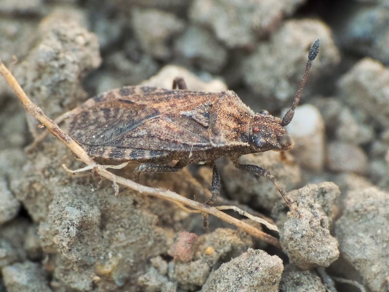 Bathysolen nubilus (Fallen, 1807)